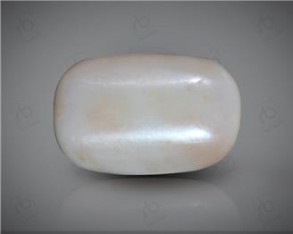 Natural White Coral ( Safed Mooga) Certified 12.03 CTS. ( 91502 )
